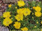 fénykép Kerti Virágok Szívós Jég Növény (Delosperma), sárga