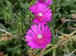 фотографија Баштенске Цветови Харди Ице Плант (Delosperma), розе