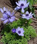 Foto Have Blomster Krone Windfower, Grecian Anemone, Valmue Anemone (Anemone coronaria), lyseblå