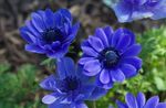 mynd garður blóm Kóróna Windfower, Grecian Windflower, Poppy Anemone (Anemone coronaria), blár