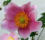 Photo les fleurs du jardin Couronne Windfower, Windflower Grecian, Pavot Anémone (Anemone coronaria), rose