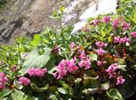 foto Flores do Jardim Soldanelloides Schizocodon (Schizocodon soldanelloides), rosa