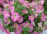 Фото Садовые Цветы Фортуния (гибрид Петунии) (Petunia x hybrida Fortunia), розовый