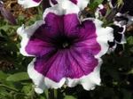 Foto Gartenblumen Petunien Unia (Petunia x hybrida Fortunia), lila