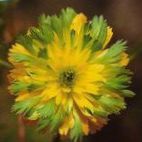 Foto Have Blomster Adonis (Adonis amurensis), grøn
