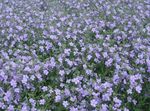 φωτογραφία Λουλούδια κήπου Bacopa (Sutera) , γαλάζιο