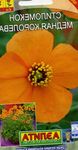 Foto Gartenblumen Windmohn (Stylomecon heterophyllum), orange