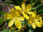 fénykép Kerti Virágok Szeder Liliom, Leopárd Liliom (Belamcanda chinensis), sárga