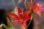 fotografie Zahradní květiny Blackberry Lily, Leopard Lilie (Belamcanda chinensis), červená
