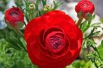 Photo Garden Flowers Ranunculus, Persian Buttercup, Turban Buttercup, Persian Crowfoot (Ranunculus asiaticus), red