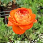Foto Dārza Ziedi Ranunculus, Persiešu Gundega, Turbāns Gundega (Ranunculus asiaticus), oranžs