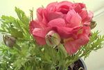 fénykép Kerti Virágok Boglárka, Perzsa, Turbán Boglárka, Perzsa Varjúláb (Ranunculus asiaticus), rózsaszín