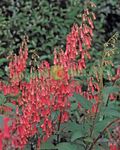 foto Flores do Jardim Capa Fúcsia (Phygelius capensis), vermelho