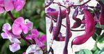 Fil Trädgårdsblommor Rubin Glöd Hyacint Böna (Dolichos lablab, Lablab purpureus), rosa