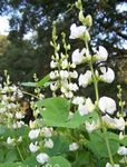 fotografie Zahradní květiny Ruby Záře Hyacint Bean (Dolichos lablab, Lablab purpureus), bílá