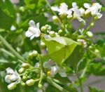 Фото Садовые Цветы Кардиоспермум (Cardiospermum halicacabum), белый