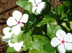 foto Tuin Bloemen Rose Maagdenpalm, Cayennepeper Jasmijn, Madagascar Maagdenpalm, Oude Vrijster, Vinca (Catharanthus roseus = Vinca rosea), wit