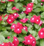 Photo bláthanna gairdín Ardaigh Periwinkle, Jasmine Cayenne, Madagascar Periwinkle, Maid D'aois, Vinca (Catharanthus roseus = Vinca rosea), dearg