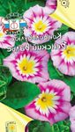 Foto Gartenblumen Boden Winde, Busch Winde, Silver (Convolvulus), rosa