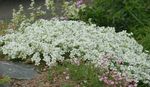 Photo les fleurs du jardin Minuartie (Minuartia), blanc