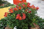 снимка Градински цветове Alstroemeria, Перуанска Лилия, Момина Инките , червен