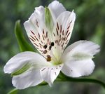 フォト 庭の花 アルストロメリア、ペルーのユリ、インカのユリ (Alstroemeria), ホワイト