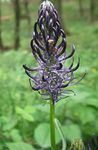 zdjęcie Ogrodowe Kwiaty Kolnik (Phyteuma), czarny