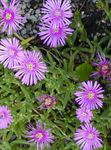 Foto Have Blomster Is Plante (Mesembryanthemum crystallinum), lilla