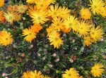 foto Flores do Jardim Fábrica De Gelo (Mesembryanthemum crystallinum), laranja