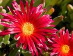 フォト 庭の花 アイスプラント (Mesembryanthemum crystallinum), 赤