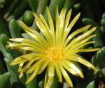 Bilde Hage blomster Is Plante (Mesembryanthemum crystallinum), gul