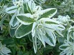 fotografija Vrtno Cvetje Snow-On-The-Gora (Euphorbia marginata), bela