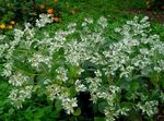 Photo les fleurs du jardin Neige-Sur-Le-Montagne (Euphorbia marginata), blanc