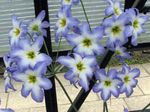 fotografie Záhradné kvety Sláva Slnko (Leucocoryne), modrá