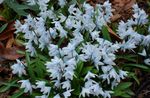 снимка Градински цветове Раирана Синчец, Пряспа, Ранно Stardrift (Puschkinia), светло синьо