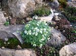Foto Gartenblumen Felskresse (Arabis), weiß