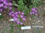 Foto Flores de jardín Triteleia, Tuerca De Hierba, Ithuriel De Lanza, Cesta Wally , lila