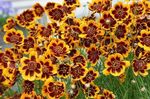 fotografie Záhradné kvety Burridges Greenthread, Zelená-Thread Burridge Je (Cosmidium burridgeanum, Thelesperma burridgeanum), oranžový