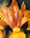 Foto Dārza Ziedi Holandiešu Varavīksnene, Spāņu Iris (Xiphium), oranžs