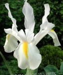 fotografija Vrtno Cvetje Nizozemski Iris, Španski Iris (Xiphium), bela