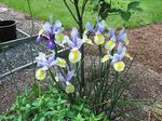 Foto Vrtne Cvjetovi Nizozemski Iris, Španjolski Šarenica (Xiphium), svijetlo plava