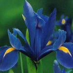 Foto Flores de jardín Iris Holandés, Iris Español (Xiphium), azul