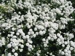 Sneezewort, Sonnenbraut, Brideflower