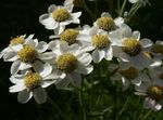 Foto Dārza Ziedi Sneezewort, Sneezeweed, Brideflower (Achillea ptarmica), balts