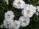 fotografie Gradina Flori Sneezewort, Sneezeweed, Brideflower (Achillea ptarmica), alb
