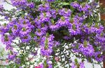 Nuotrauka Sodo Gėlės Pasakų Gerbėjas Gėlė (Scaevola aemula), violetinė