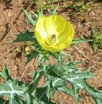 zdjęcie Ogrodowe Kwiaty Argemona , żółty