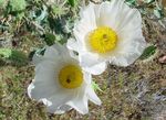 სურათი ბაღის ყვავილები Argemona , თეთრი