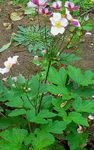 Foto Dārza Ziedi Japānas Anemone (Anemone hupehensis), sārts