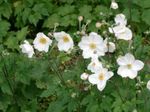 Фото Садовые Цветы Анемона осеннецветущая (Anemone hupehensis), белый